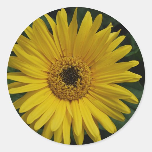 Yellow Daisy Stickers (Voorkant)