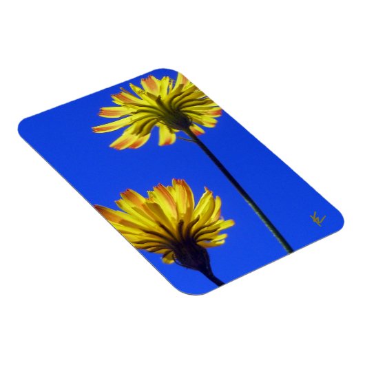 Yellow Dandelions Against Blue Sky Playful Nature Magneet (Rechterzijde)