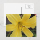 Yellow Day Lily # 2 Briefkaart (Voorkant / Achterkant)