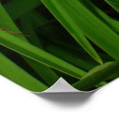 Yellow Daylilies Poster (Hoek)