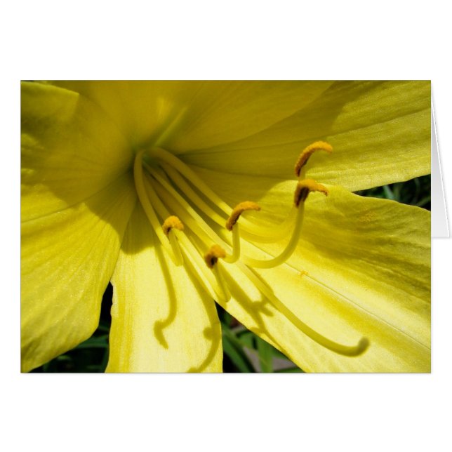 Yellow Daylily Card (Voorkant Horizontaal)