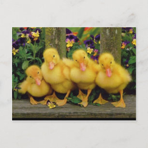 Yellow Duck Dancers Briefkaart