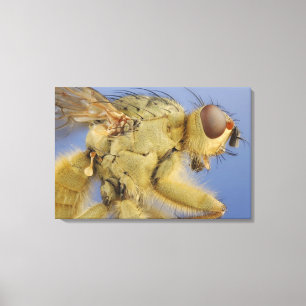 Yellow Dung Fly Canvas Afdruk