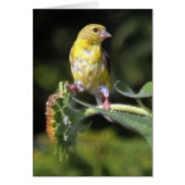 Yellow Finch (Voorkant)