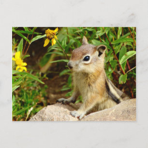 Yellow Flowers Chipmunk Briefkaart