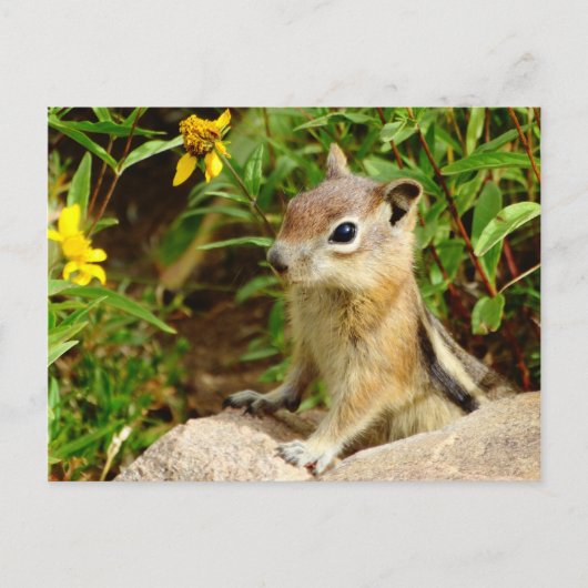 Yellow Flowers Chipmunk Briefkaart (Voorkant)