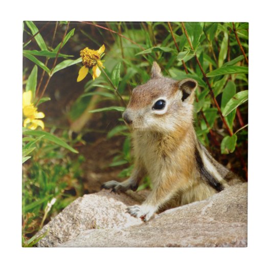 Yellow Flowers Chipmunk Tegeltje (Voorkant)