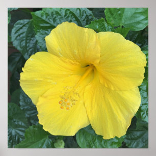 Yellow Flowers Foto Poster
