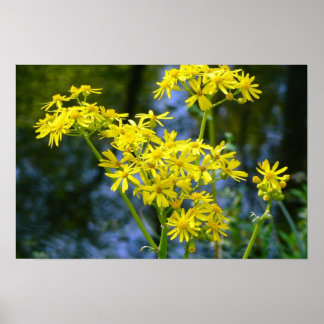 Yellow Flowers Poster