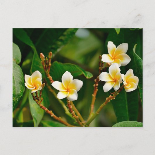 Yellow Frangipani Briefkaart (Voorkant)