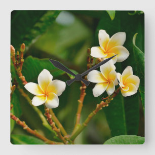 Yellow Frangipani Vierkante Klok