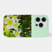 Yellow Frangipanis Growing On A Tree, (Verso Horizontal)