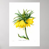 Yellow Fritillary Poster (Voorkant)