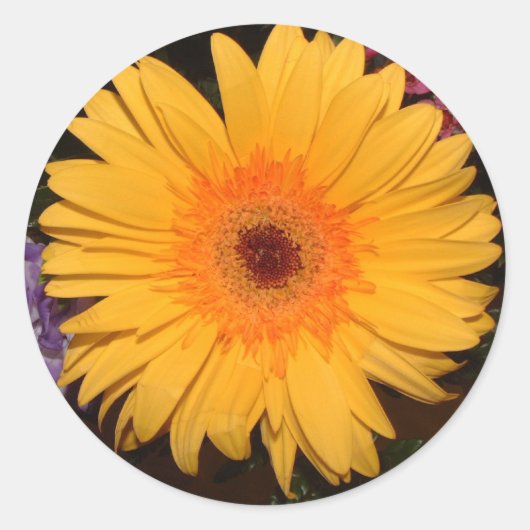 Yellow Gerber Daisy Ronde Sticker (Voorkant)