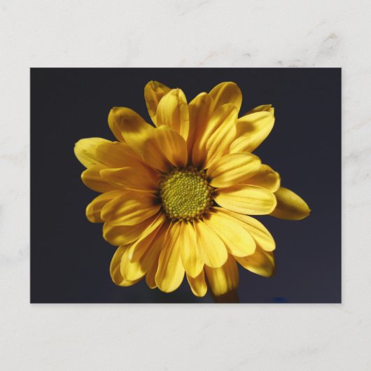Yellow Gerbera Daisy Briefkaart (Voorkant)