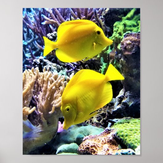 Yellow Hawaiian Tang Fish Poster (Voorkant)