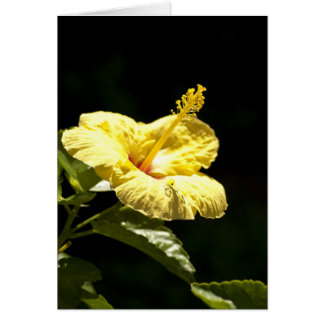 Yellow Hibiscus