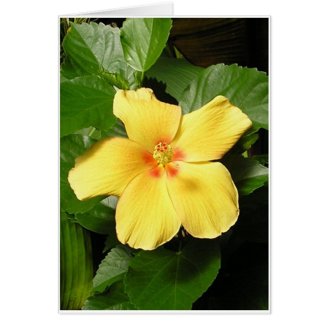 Yellow Hibiscus (Voorkant)