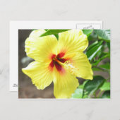Yellow Hibiscus Briefkaart (Voorkant / Achterkant)