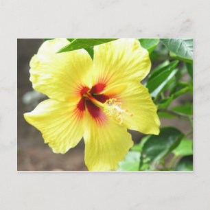 Yellow Hibiscus Briefkaart