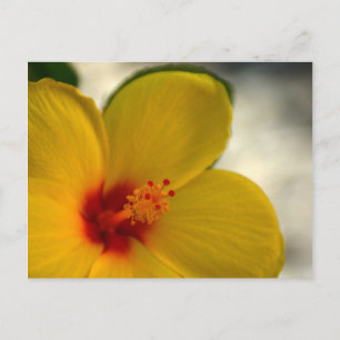 Yellow Hibiscus Briefkaart
