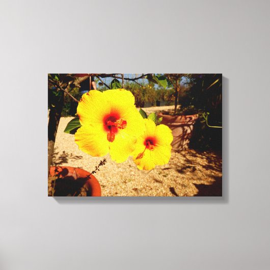 Yellow Hibiscus Canvas print (Voorkant)