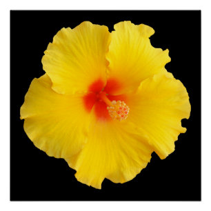 Yellow Hibiscus Flower foto Perfect Poster