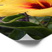 Yellow Hibiscus Flower | Poster (Coin)