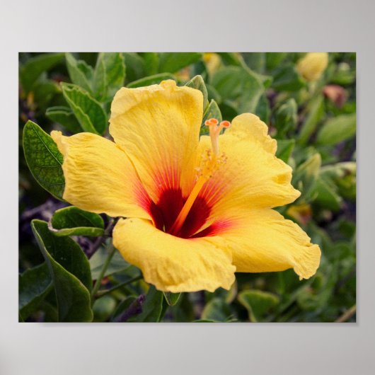 Yellow Hibiscus Flower | Poster (Devant)