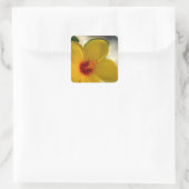 Yellow Hibiscus Vierkante Sticker (Tas)