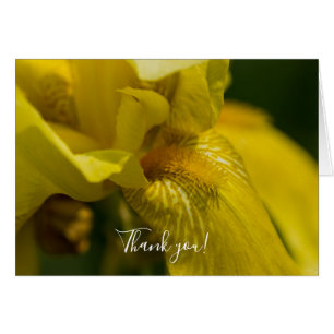 Yellow Iris Beard Hartelijk dank