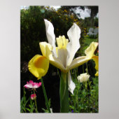 Yellow Iris Irissen Bloementuin Poster (Voorkant)