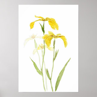 yellow iris  watercolour flowers  poster