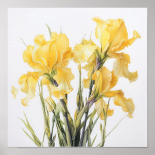 Yellow Iriss Flower Art Print Poster