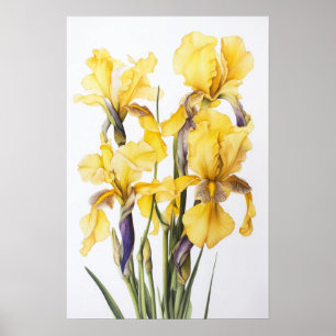 Yellow Iriss Flower Art Print Poster