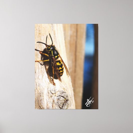 Yellow Jacket in Freeland Canvas Afdruk (Voorkant)
