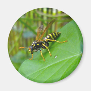 Yellow Jacket Magnet Magneet