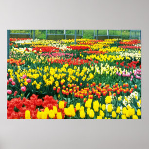 yellow Keukenhof Greenhouses blobloblobloblobloeme Poster