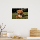 Yellow Lab Puppy Poster (Keuken)