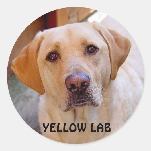 Yellow Lab Sticker (Voorkant)