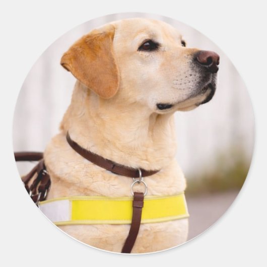 Yellow Labrador Guide Dog Graduation Envelope Seal Ronde Sticker (Voorkant)