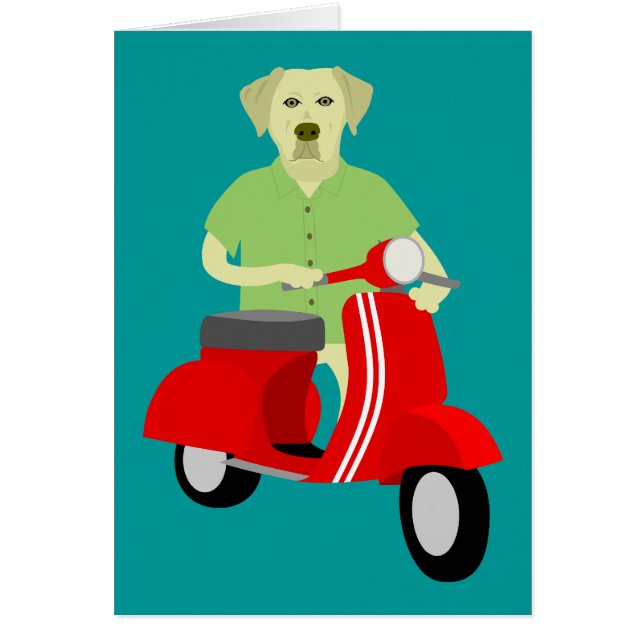 Yellow Labrador Retriever  (Voorkant)