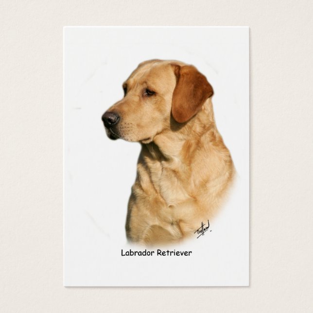 Yellow Labrador Retriever (Devant)