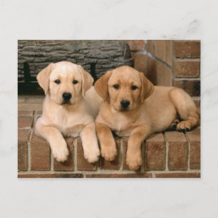 Yellow Labrador Retriever Briefkaart