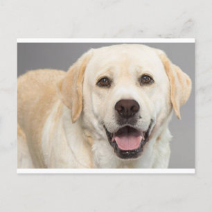 Yellow Labrador Retriever Puppy Dog Blank Briefkaa Briefkaart