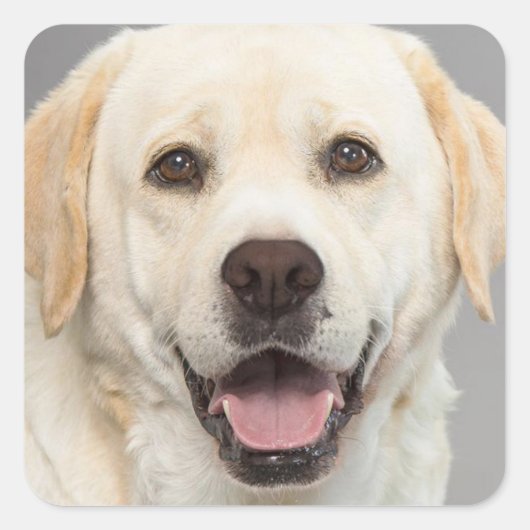 Yellow Labrador Retriever Puppy Dog Sticker (Voorkant)