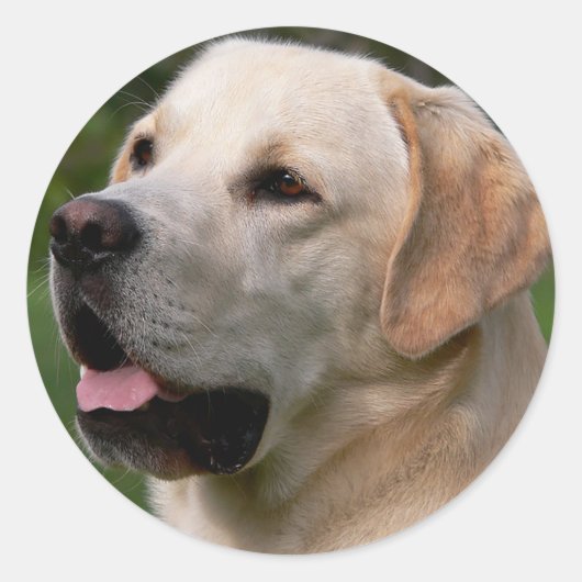 Yellow Labrador Retriever Puppy Dog Sticker / zeeh (Voorkant)