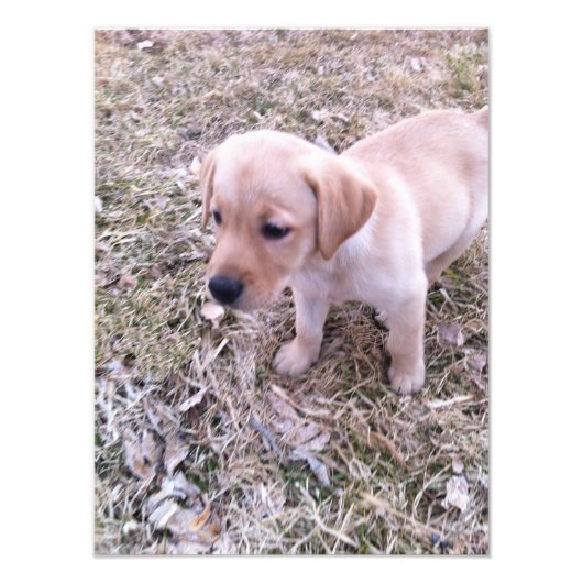 Yellow Labrador Retriever Puppy Photo Print Foto Afdruk (Voorkant)