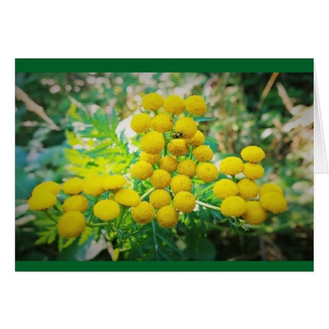 Yellow Lady Bug op Tansy Flowers (Voorkant Horizontaal)