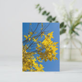Yellow Leaves Ash Tree Fall Nature Photography Briefkaart (Staand voorkant)